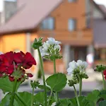 Sribni Rosy 미쿨리친
